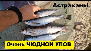 🔥Очень ЧУДНОЙ УЛОВ на ВОЛГЕ🔥 ...Астрахань-Апрель-2025 !!!