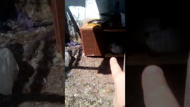 Купил ещё сетки для клетки смотреть онлайн