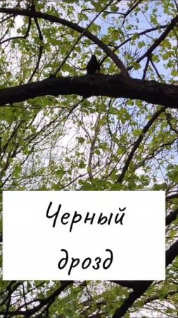 Кисловодск в Черных дроздах.