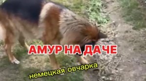Амур на даче.Жара +30. 31 мая 2025 г.