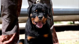 Щенок ротвейлера
Реал Блэк Теам Экко - 3 месяца (Экстрим из Тверского Дома и Ротхарбург Южной Дакот)