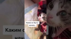 бедные животные