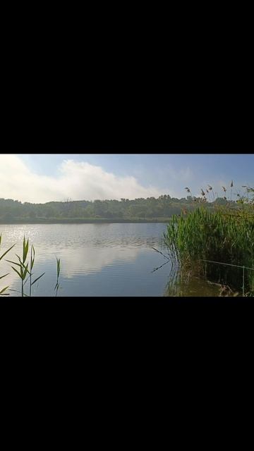 Рыбалка🎣 #рыбалка #утро #пениептиц #пениептицдлясна #пениептицвлесу #пениедлядуши #река