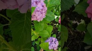 Куда лучше посадить крупнолистную гортензию в Красно?