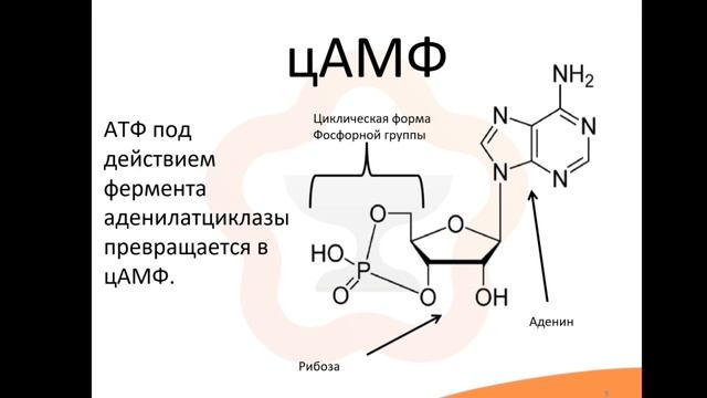 Механизм действия органических нитратов смотреть онлайн