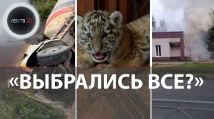 Спас от электрички | AcademeG благословил ГАИ | Поджег волонтерский центр | Тигренок с Донбасса