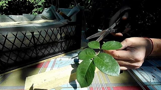 🌹Размножение роз черенками из букетов Летнее черенкование роз