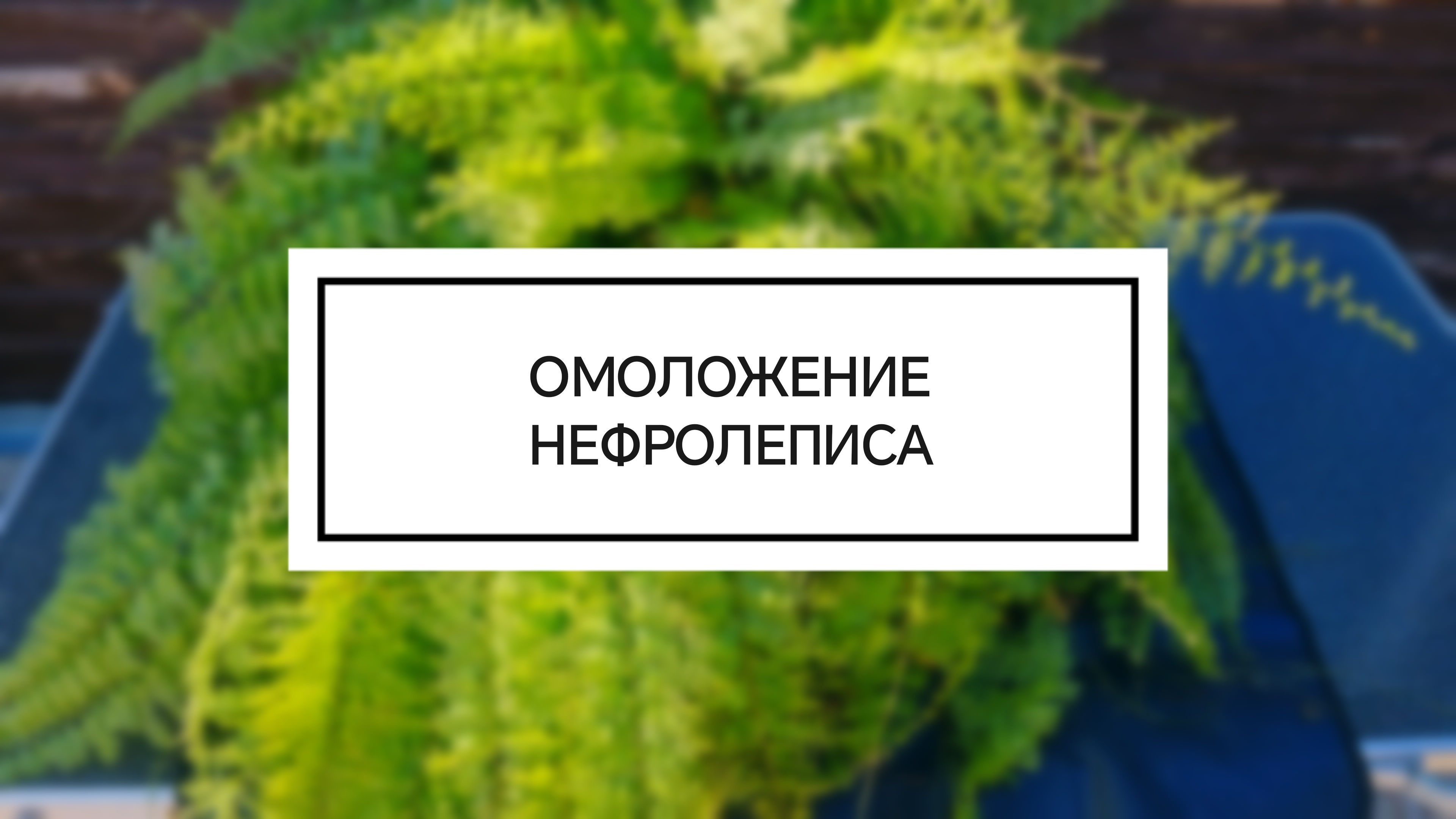 Омолаживаю нефролепис: мои секреты обрезки корней и пересадки в закрытую систему 🌿