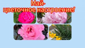 Отчёт за май в СП "Носки 12 месяцев!"
