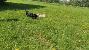 Американский Булли и Кане-корсо