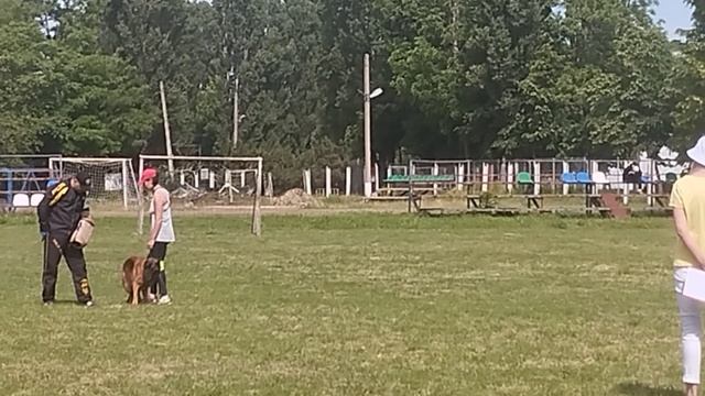1 Отл. КЧК АЛИША из Фортуна Мерди +++ №34. КЧК КРАСНОДАР 24 мая`25 Н.Морева Моно нем.овч.