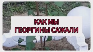 Как мы георгины сажали