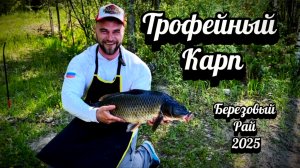 Вот это карп !!! Рыбалка на фидер ! Березовый рай #рыбалка