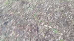 Первые грибочки