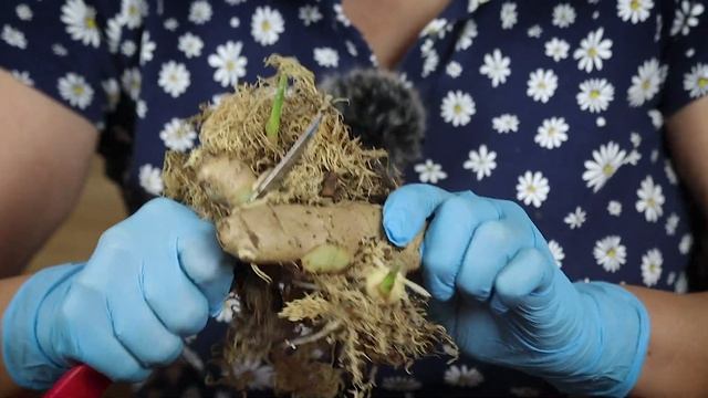 Как вырастить имбирь сажаем правильно смотреть онлайн