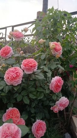 Шикарная роза Чиппендейл 🌹 Chippendale rose