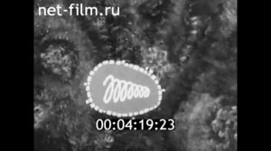 1971г. Москва. институт вирусологии имени Д.И. Ивановского. Ершов Ф.И., Жданов В.М., Урываев Л.В.