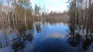 В места где обитают глухари...