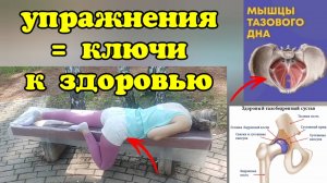 Ключи к здоровью тазобедренного сустава = средняя ягодичная, гребенчатая и лобково-копчиковая мышцы
