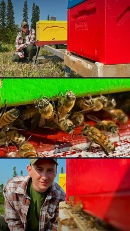 🐝Валаамская пасека. #карелия #валаам #пасека #пчёлы
