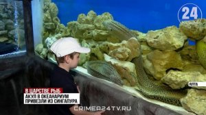 В День защиты детей в Ялте открыли туннельный океанариум