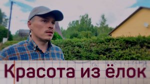 Живая изгородь из обычных ёлок