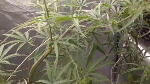 Индика, Сатива! Northern Lights, Black berry, Big BudXL, Red Russian