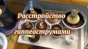 Обработка и лечение гиппеаструмов