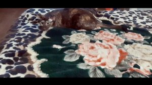 VID_20250523203313216.mp4