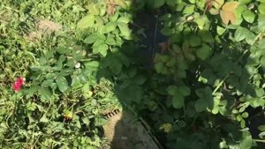 Роза парковая Барон Жиро де Лен