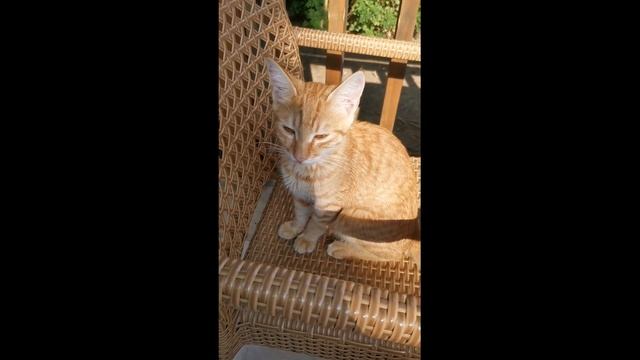 shorts Рыжий котик.Турция .Отель Akka Antedon.котрыжийкоткор