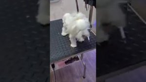 Чистим собаке уши