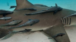Необычные и странные акулы в глубинах морей и океанов