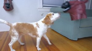 Dog Rides Giant Horse!