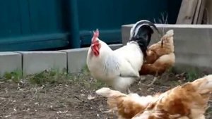 Куры несушки Ломан Браун и Хайсекс