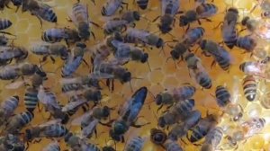 Жизнь в улье.