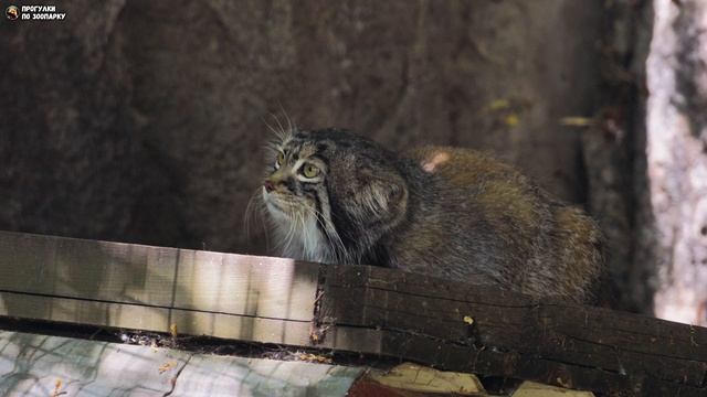 Манул Тимофей наблюдает за поливом. Московский зоопарк