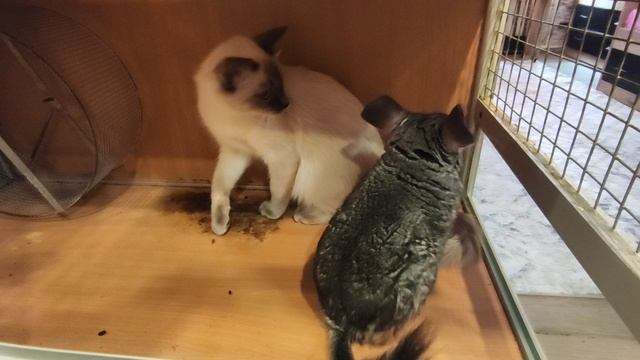 Фанта и мышки