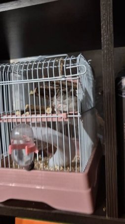 хомяк дремлет сидя
джунгарский хомяк