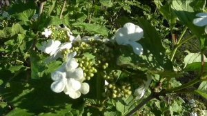 Калина зацвела 2 июня