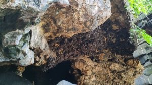 летучие мыши