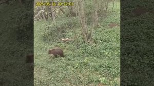 📸 В смоленских лесах заметили бурого медведя