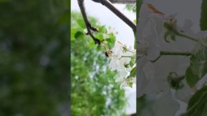 Вечер.Пчелки🏠🐝