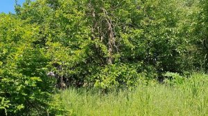 В мир с песней!