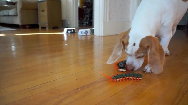 Dog and Sister Team Up to Destroy Giant Centipede