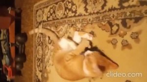From the life of a red-haired cat - new toy (из жизни рыжего котейки)