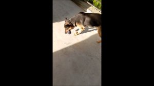 Собака. Том