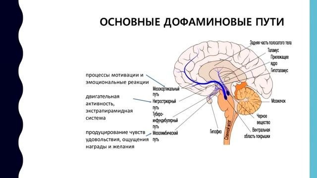 Функциональная анатомия головного мозга | Каракулов Роман