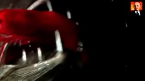 Саблезуб - жуткий подводный монстр. Самые большие зубы в океане.