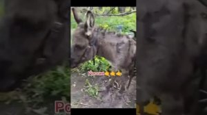 Позывной "Анзорик". Таскает мины.